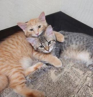 寄り添う2匹の子猫 寄り添う2匹の子猫 猫,子猫,寄り添うの写真素材