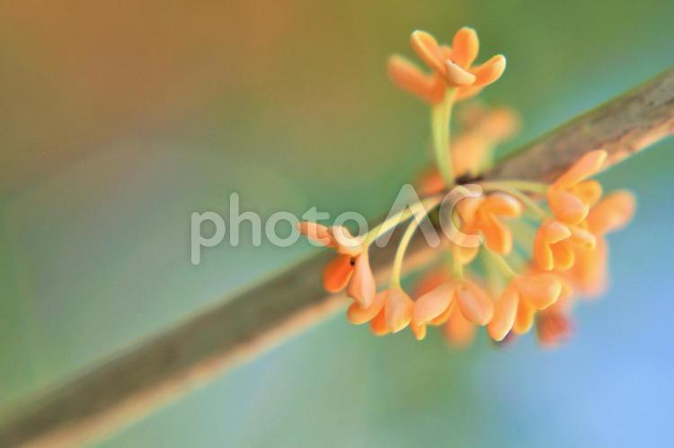 ズームアップの金木犀。 自然,花,金木犀の写真素材