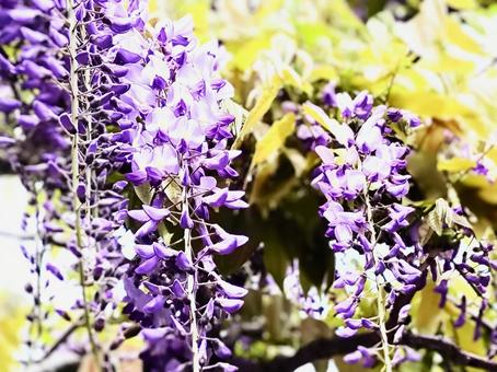 Photo, rattan, wisteria trellis, purple, 