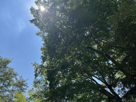 Photo, blue sky, sky, sunbeams leaves, 