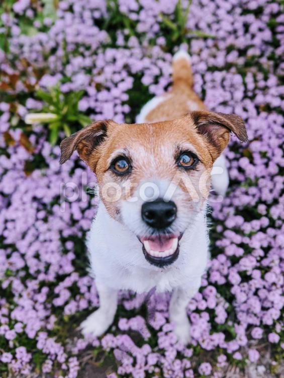 ピンクの絨毯かわいいね！ ジャックラッセルテリア,犬,ワンコの写真素材