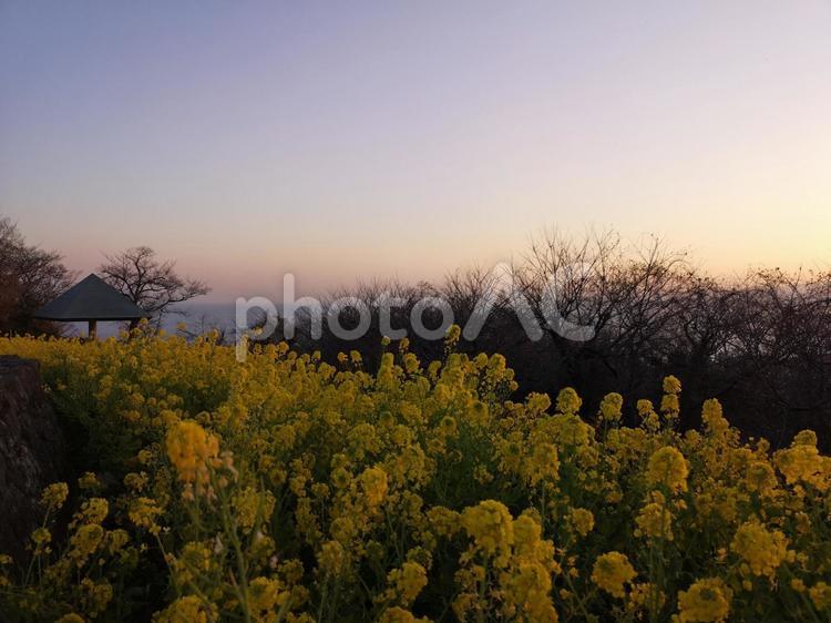 菜の花と夕焼け 空,景色,菜の花の写真素材
