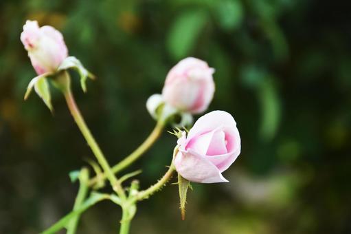 薔薇 薔薇の写真