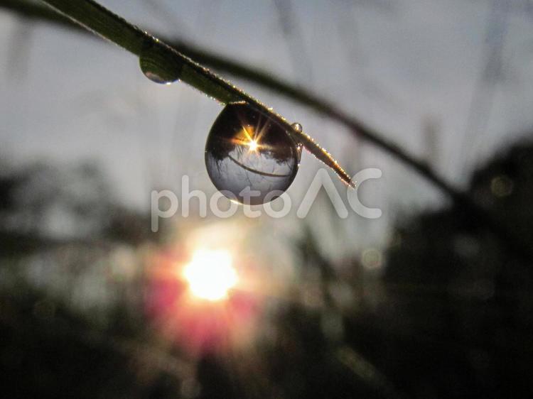 水滴と緑の葉と朝日Water drops 水滴,すいてき,waterの写真素材
