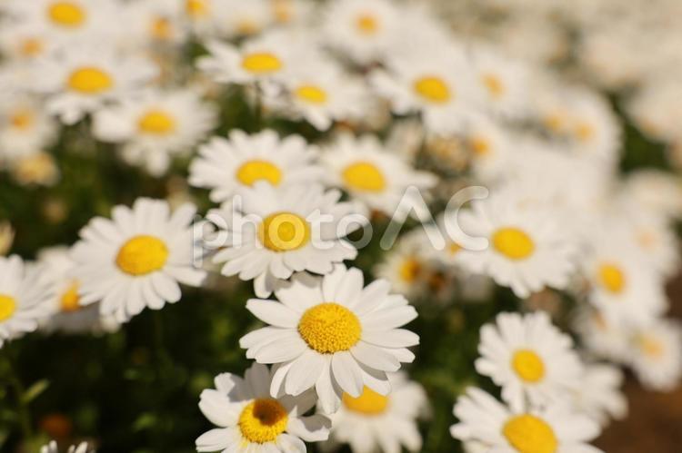 マーガレットが満開のお花畑 植物,新芽,新緑の写真素材