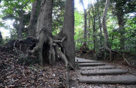 tree roots and road, JPG tree roots and road, JPG