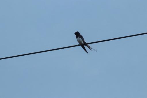 電線で休んでいるツバメ 電線で休んでいるツバメ ツバメ,鳥,野鳥の写真素材
