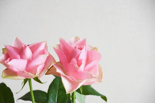 ピンクのばら ばら,フラワー,薔薇の写真素材