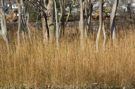 枯れ草と木々の風景 枯れ草と木々の風景の写真