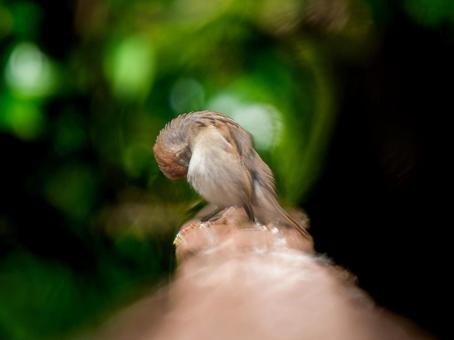 手すりにとまるスズメ 手すりにとまるスズメの写真