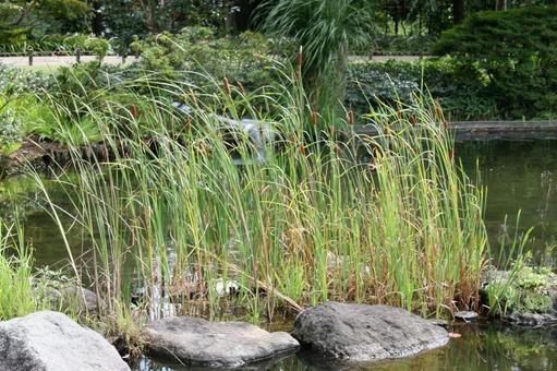 ガマ・蒲の咲く風景 ガマ・蒲,草花,抽水植物の写真素材