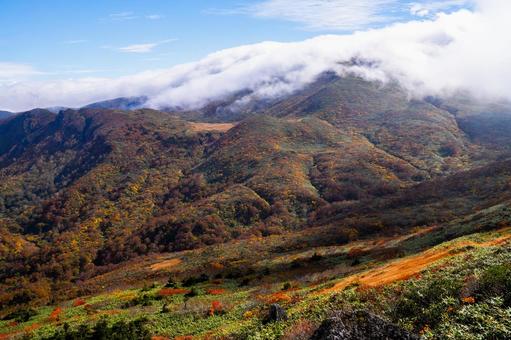 栗駒山 黄金色の草原と紅葉 秋,紅葉,黄葉の写真素材