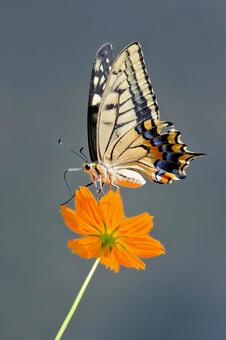 Photo, একটি সাধারণ হলুদ swallowtail, হুয়াং ইয়াং ইয়ু, swallowtail প্রজাপতি, 