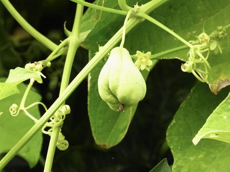 実のなる木の写真