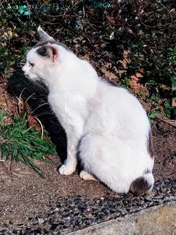 移動する前に。 移動する前に。 ねこ,夕暮れ,雑草の写真素材