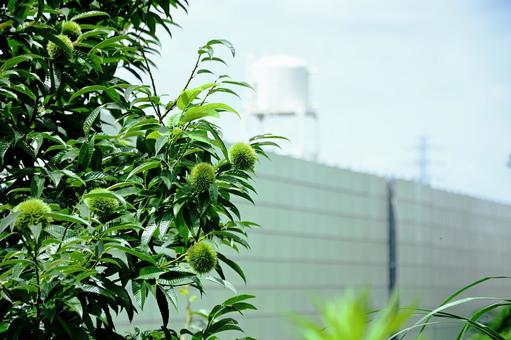 Photo, chestnut, chestnut tree, chestnut fruit, 