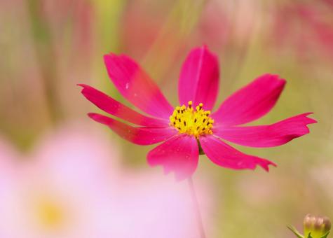 コスモス59 コスモス,秋桜,秋イメージの写真素材