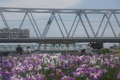 Photo, iris, spring, jingcheng line, 