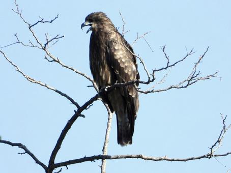 高い木の上で鳴くトビ 高い木の上で鳴くトビの写真