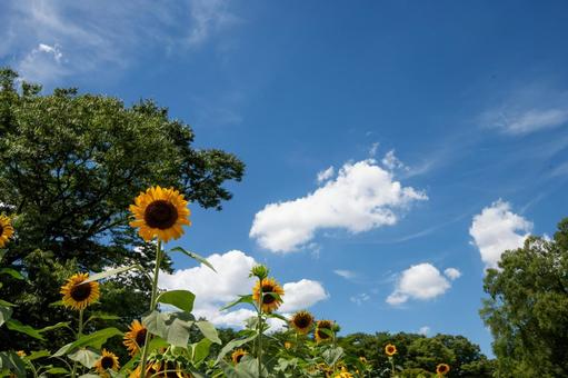 ひまわりと夏の空 ひまわりと夏の空の写真