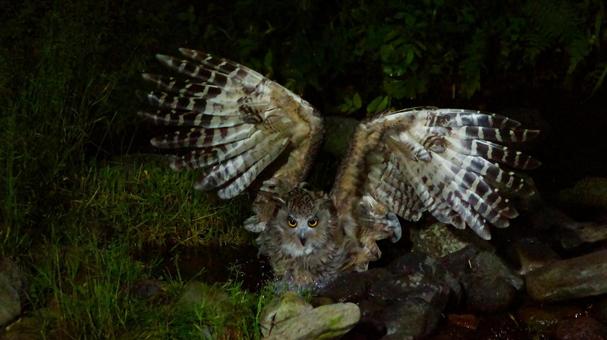 羽根を広げるシマフクロウ 羽根を広げるシマフクロウの写真