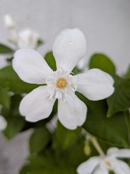 白い花 白い花 白い花,植物,接写の写真素材
