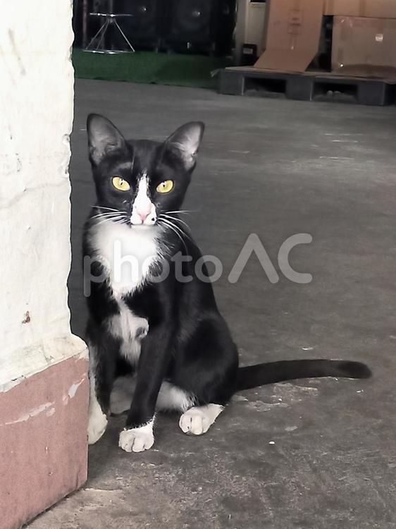 じっと見つめるカンボジアの白黒ネコ ネコ,猫,白黒の写真素材