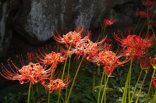 彼岸花 彼岸花の写真