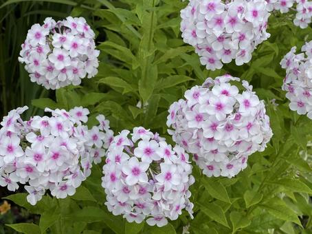 夏のカワイイ花 夏のカワイイ花 花,フラワー,植物の写真素材