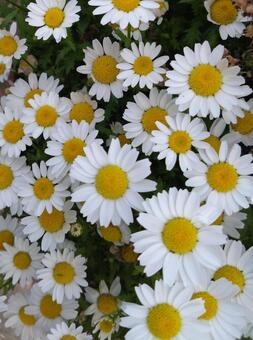 ノースポールの花 ノースポール,白い花,マーガレットの写真素材