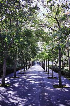 新緑に包まれた並木道 新緑に包まれた並木道 風景,道,自然の写真素材