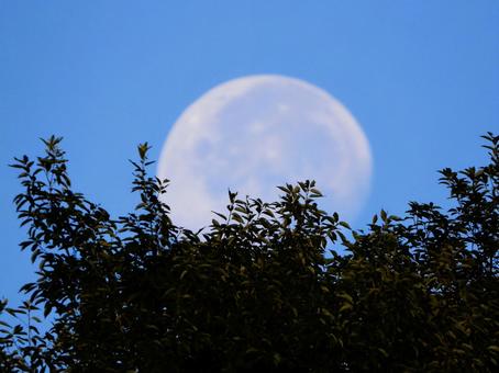 森の向こうに沈む朝の月 森の向こうに沈む朝の月 月,衛星,満月の写真素材