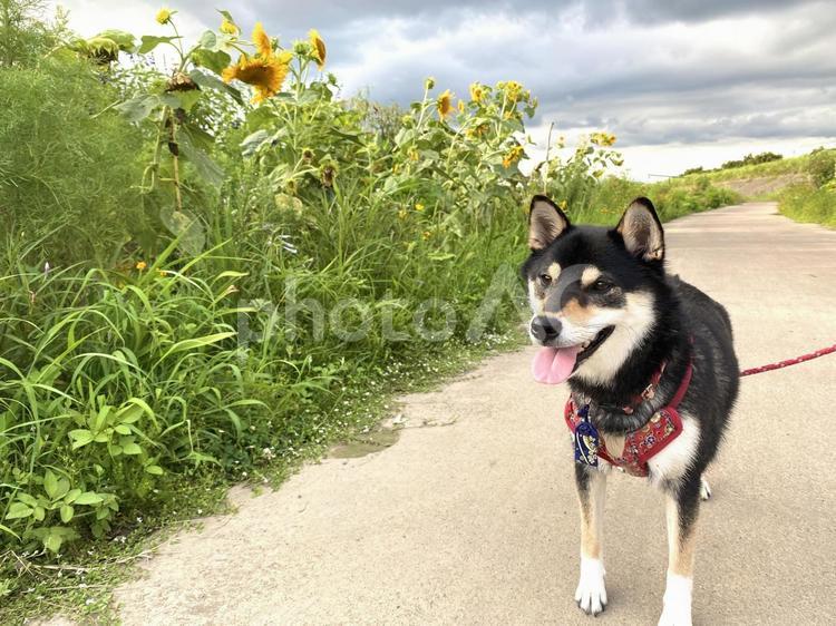 柴犬のお散歩 柴犬,黒柴,日本犬の写真素材