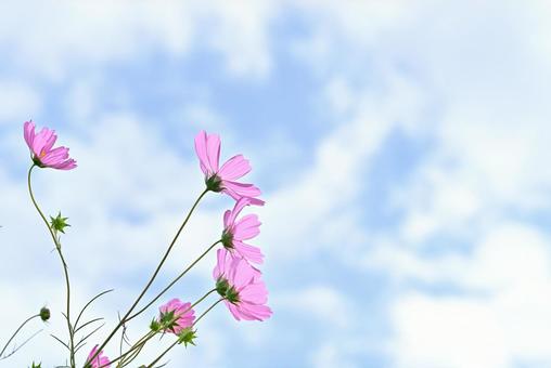 コスモスと秋空1 コスモスと秋空1の写真