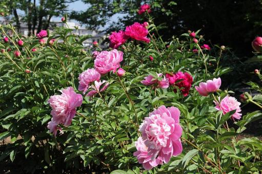 シャクヤク・芍薬の咲く風景 風景,壁紙,鮮やかの写真素材