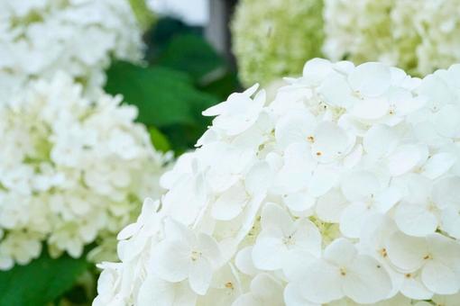 真っ白で大きい紫陽花 真っ白で大きい紫陽花の写真
