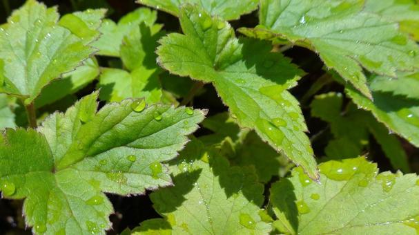 キフネギクの葉2 キフネギクの葉2 キフネギク,貴船菊,植物の写真素材