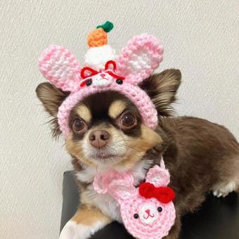 うさぎ年だワン うさぎ年だワン チワワ,犬,かわいいの写真素材