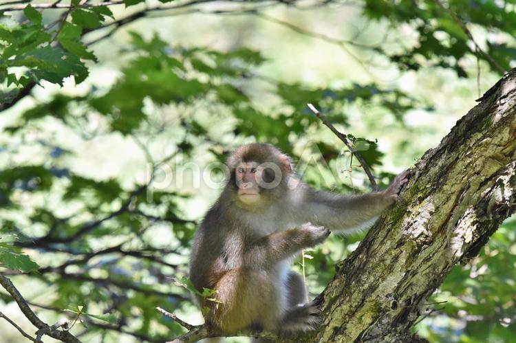 くつろぐニホンザル ニホンザル,サル,哺乳類の写真素材