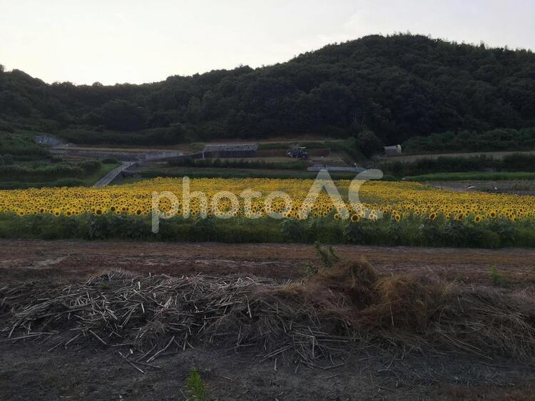 ひまわり畑 屋外で,田舎,畑の写真素材