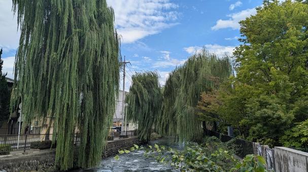広瀬川の柳 広瀬川の柳の写真