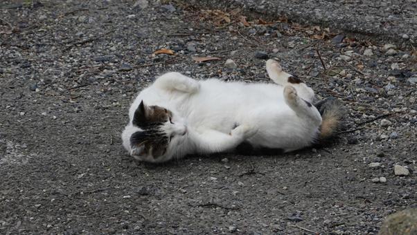 うれしくてコロンコロン寝返りする猫 うれしくてコロンコロン寝返りする猫 猫,可愛い,道路の写真素材