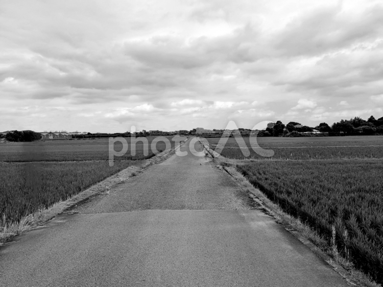 田舎の田んぼ道 田んぼ,自然,植物の写真素材
