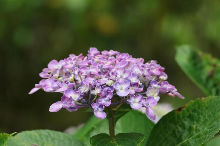 白とピンクの花びらの混じったウズアジサイ アジサイ,花,紫の写真素材