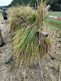 稲作 稲作 稲作,田んぼ,米の写真素材