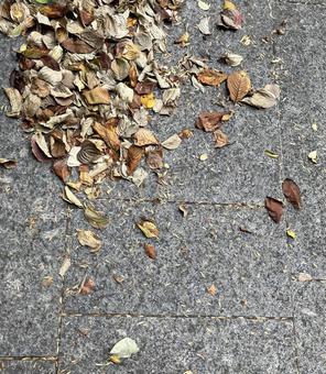 落ち葉 落ち葉 秋,落ち葉,地面の写真素材
