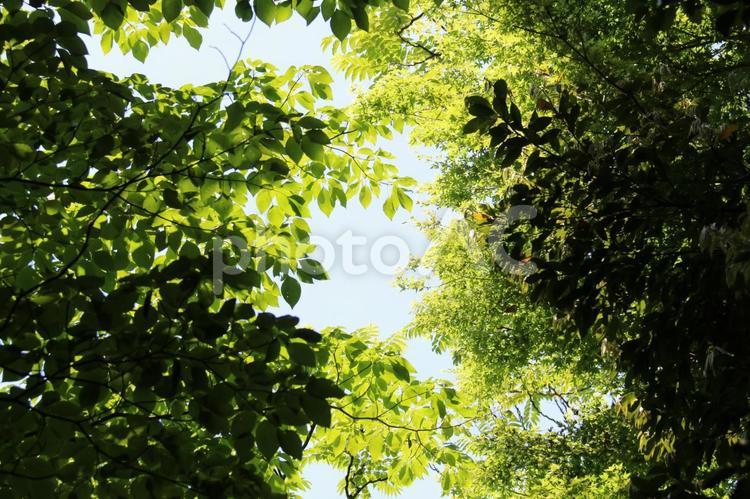 新緑の木々 新緑,若葉,木漏れ日の写真素材