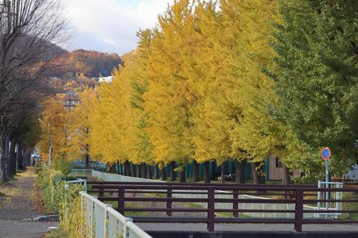 秋のイチョウ並木 11月,色づく,風景の写真素材
