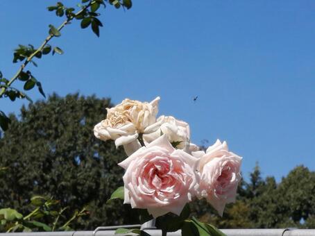 花 花の写真