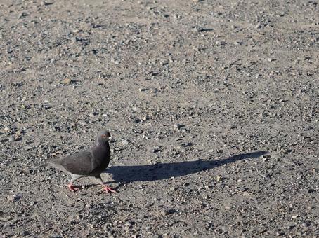 歩く鳩の写真